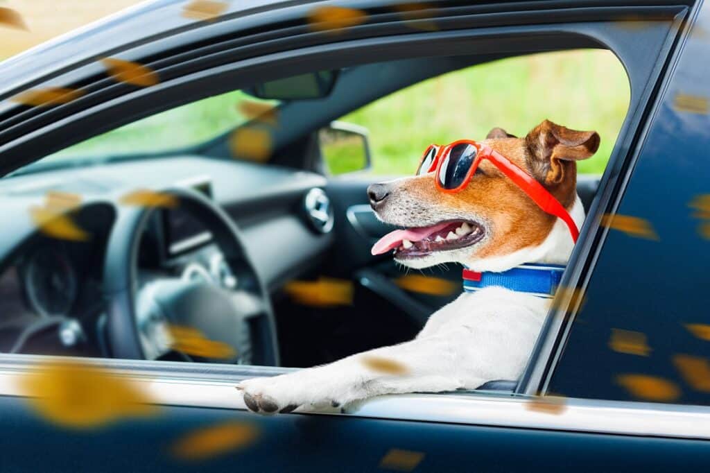 Brown and white short coated dog wearing sunglasses inside car